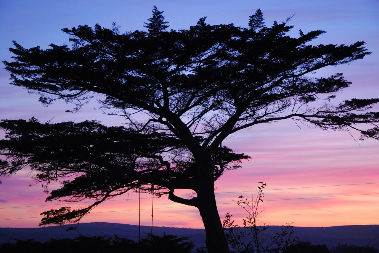 Bed and Breakfast Bangors Organic Bude Exterior foto